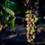 A to Z Grapes on vine