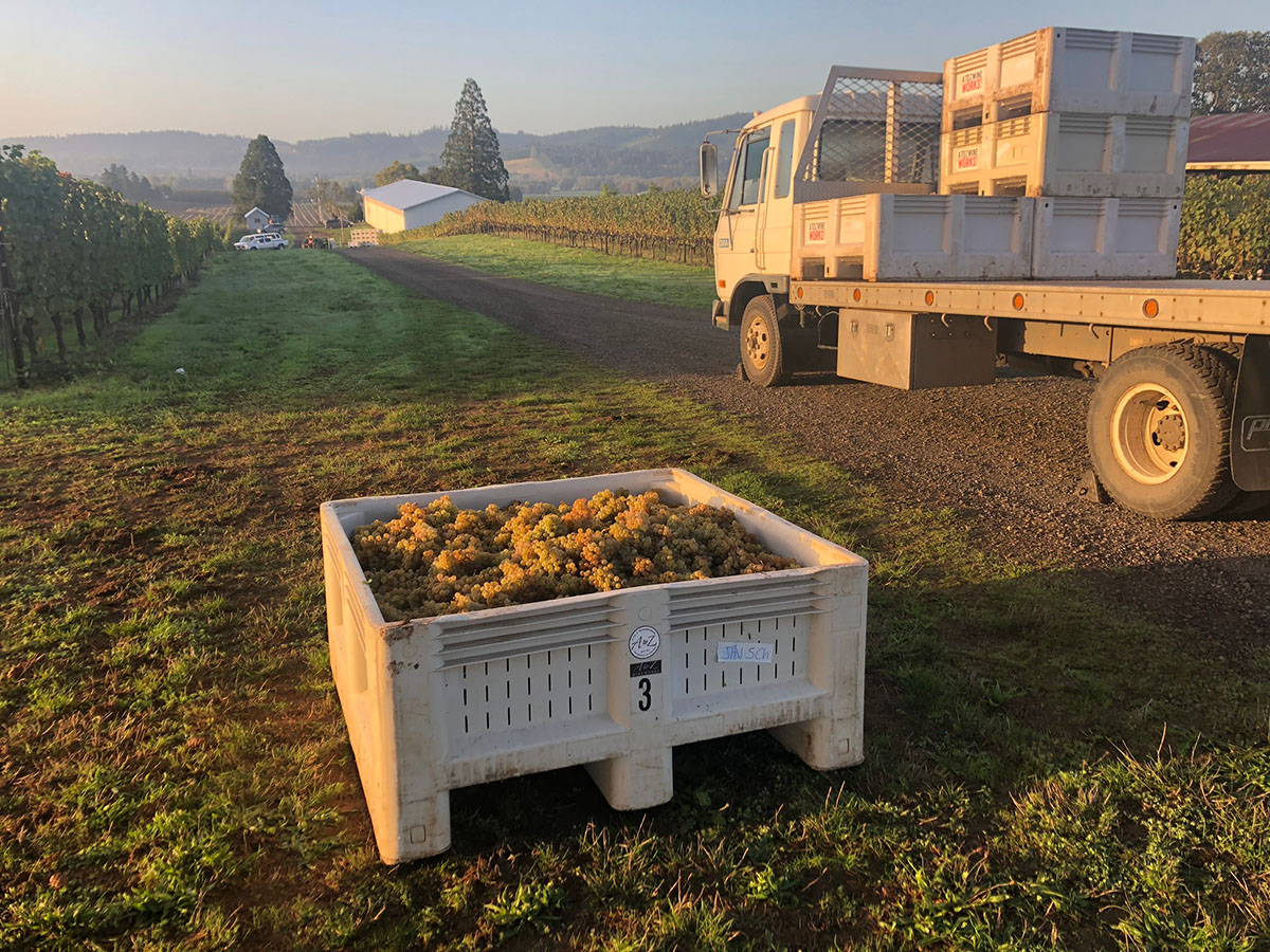 bin of grapes sitting in vineyard next to truck