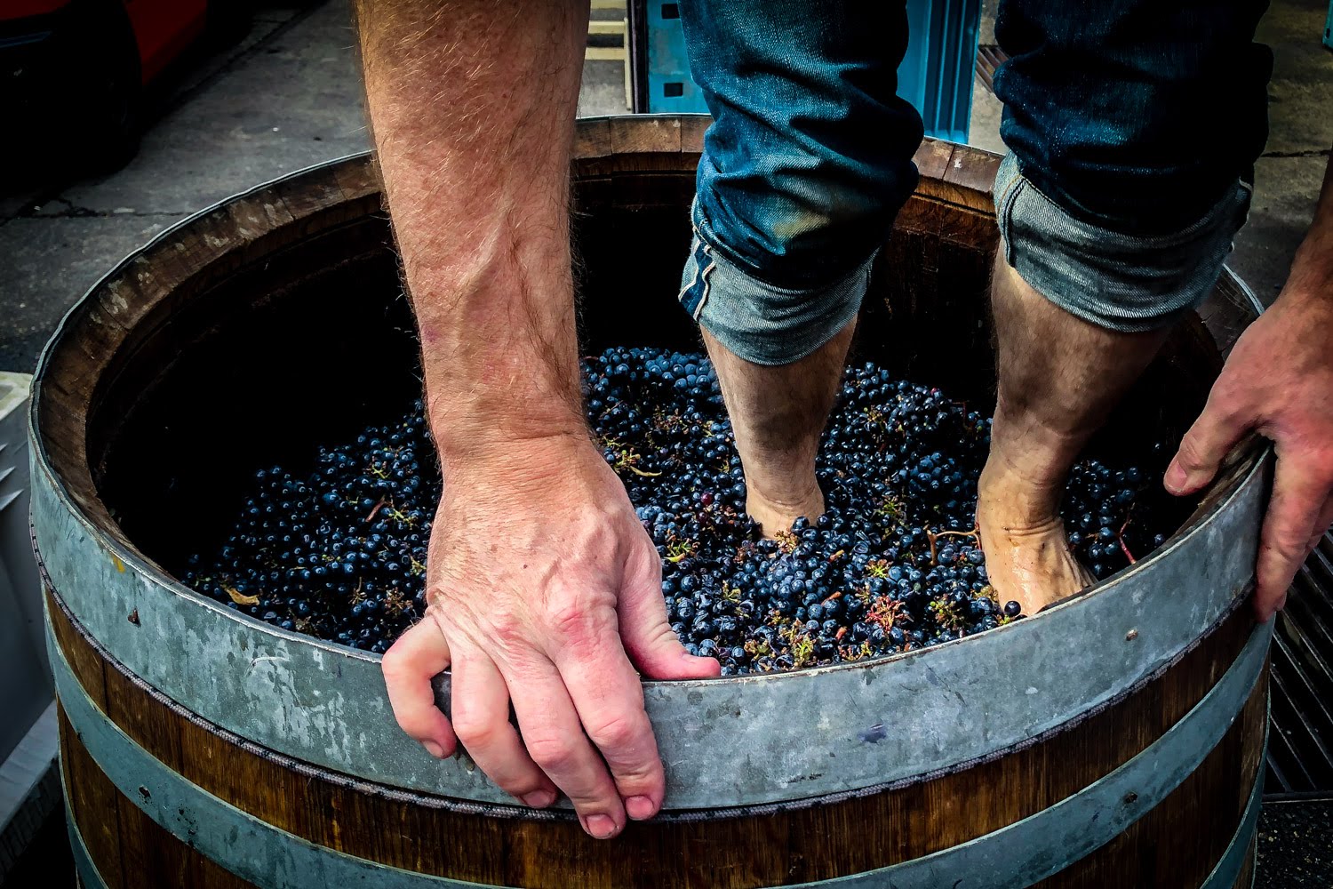 Person stomping on grapes in barrel