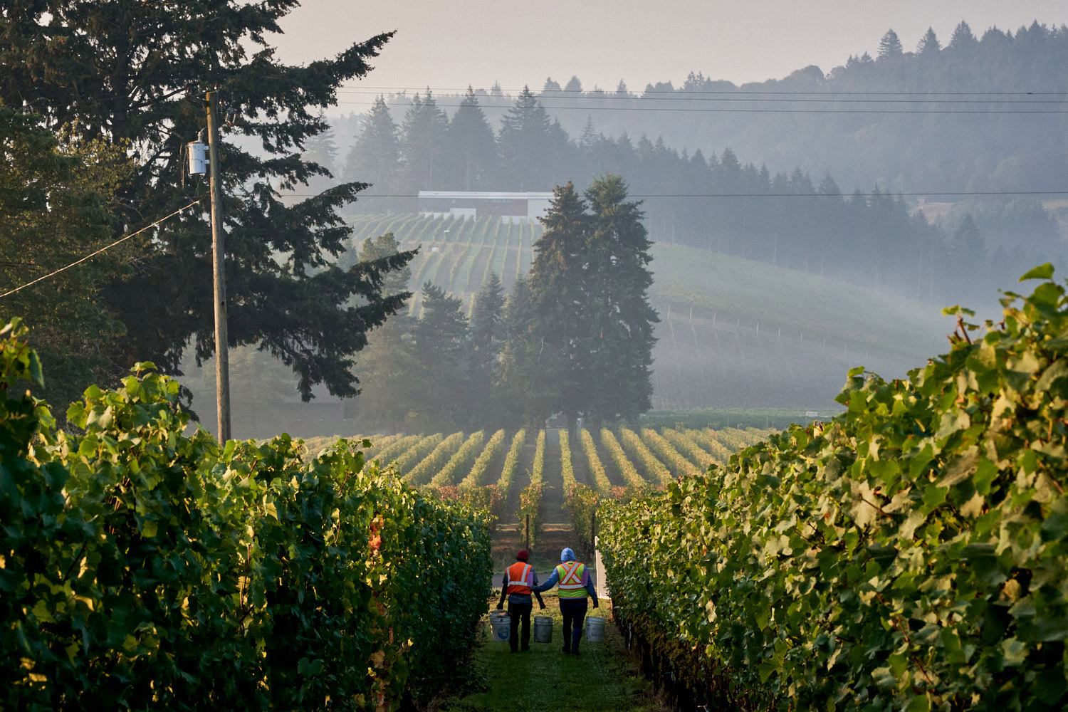 Employees walking through vineyard