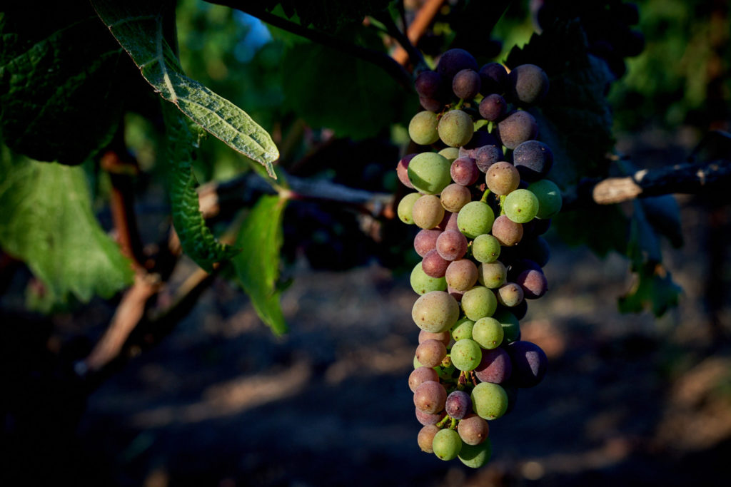 The effects of water on tannin levels in grape development Part four