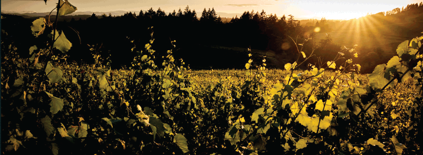 A to Z vineyard at Sunset