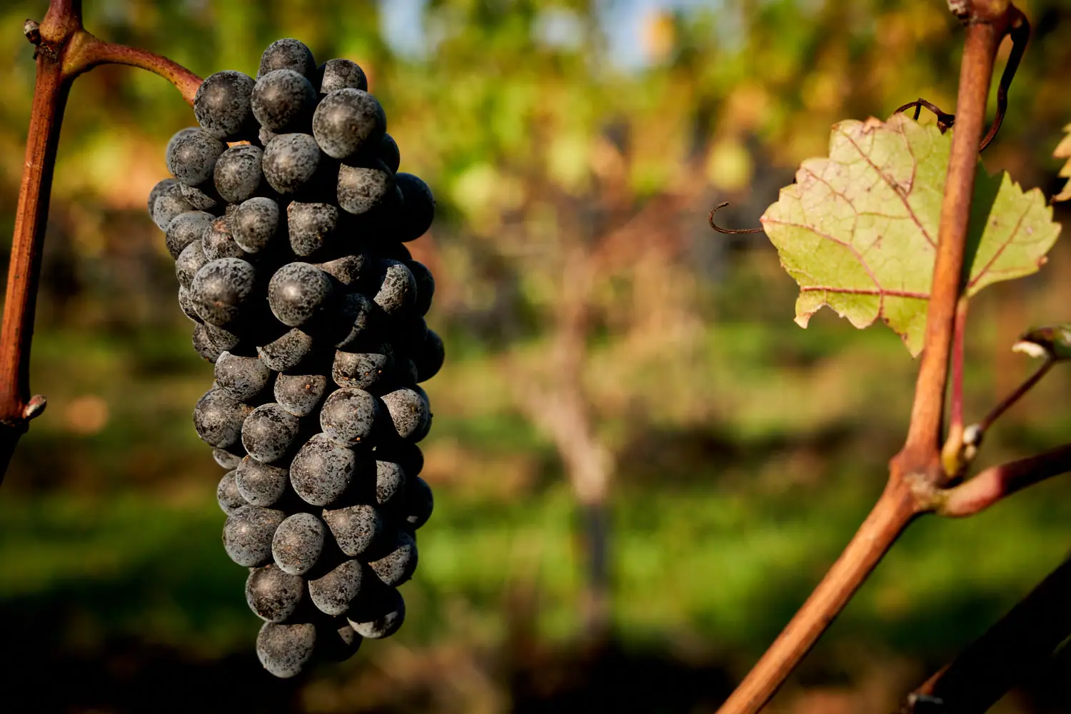 Grapes ready to be picked