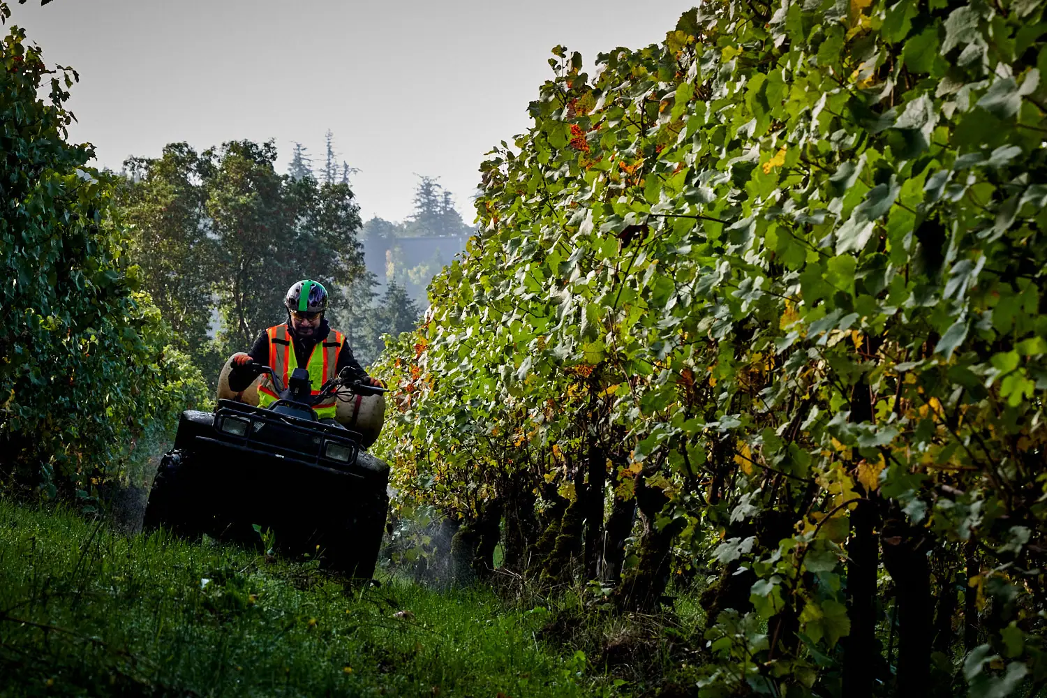 Driving through vines on quad